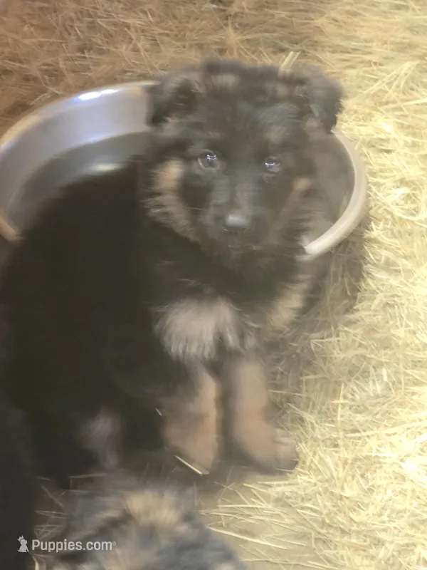 Tyson – German Shepherd Dog puppy for sale in Forest City, NC