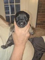 Tyson, a male German Shepherd Dog for sale in Forest City, NC – Photo 5 of 10