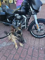 Diesel , a male German Shepherd Dog for sale in Forest City, NC – 6 of 6