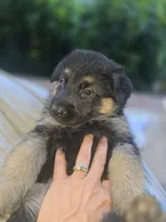 Tyson, a male German Shepherd Dog for sale in Forest City, NC – 6 of 6