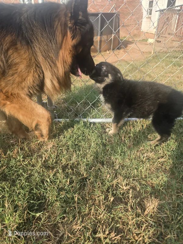 Tyson – German Shepherd Dog puppy for sale in Forest City, NC