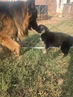 Thor, a male German Shepherd Dog for sale in Forest City, NC – 1 of 10