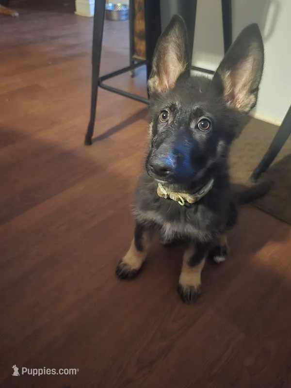 Sasha – German Shepherd Dog puppy for sale in Forest City, NC