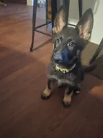 Indie, a female German Shepherd Dog for sale in Forest City, NC – 2 of 10