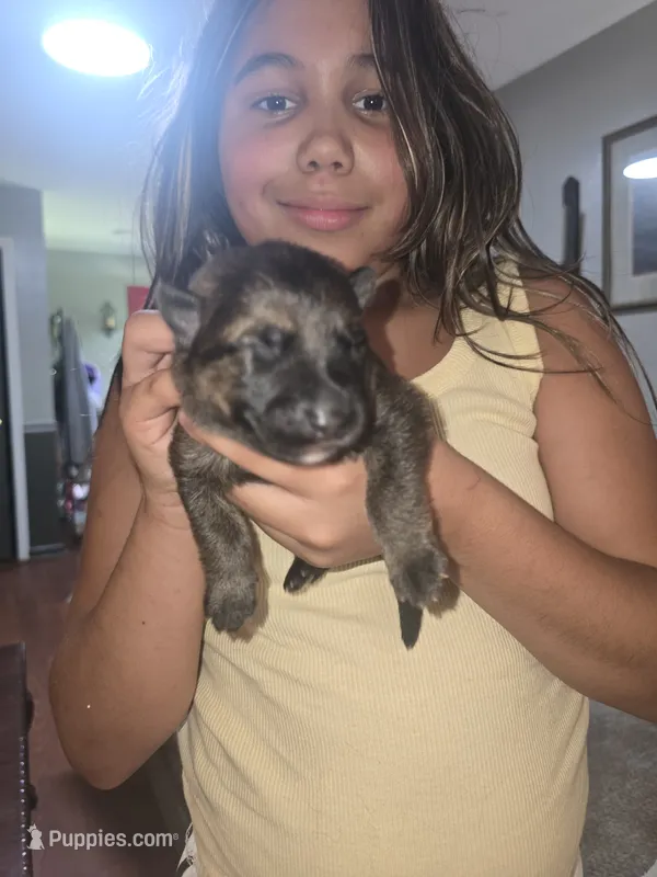 Zeus – German Shepherd Dog puppy for sale in Forest City, NC