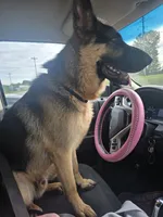 Diesel , a male German Shepherd Dog for sale in Forest City, NC – 2 of 6