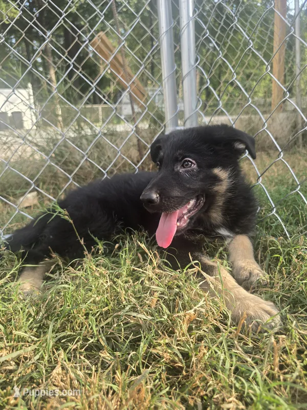 Tyson – German Shepherd Dog puppy for sale in Forest City, NC
