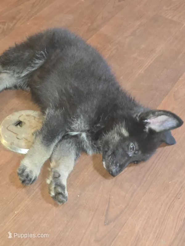 Storm – German Shepherd Dog puppy for sale in Forest City, NC