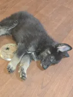 Kia, a female German Shepherd Dog for sale in Forest City, NC – 2 of 10