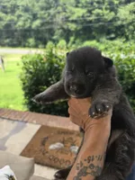 Carolina, a female German Shepherd Dog for sale in Forest City, NC – 3 of 6