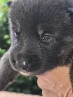 Carolina, a female German Shepherd Dog for sale in Forest City, NC – 1 of 6