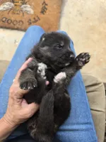 Carolina, a female German Shepherd Dog for sale in Forest City, NC – 4 of 6