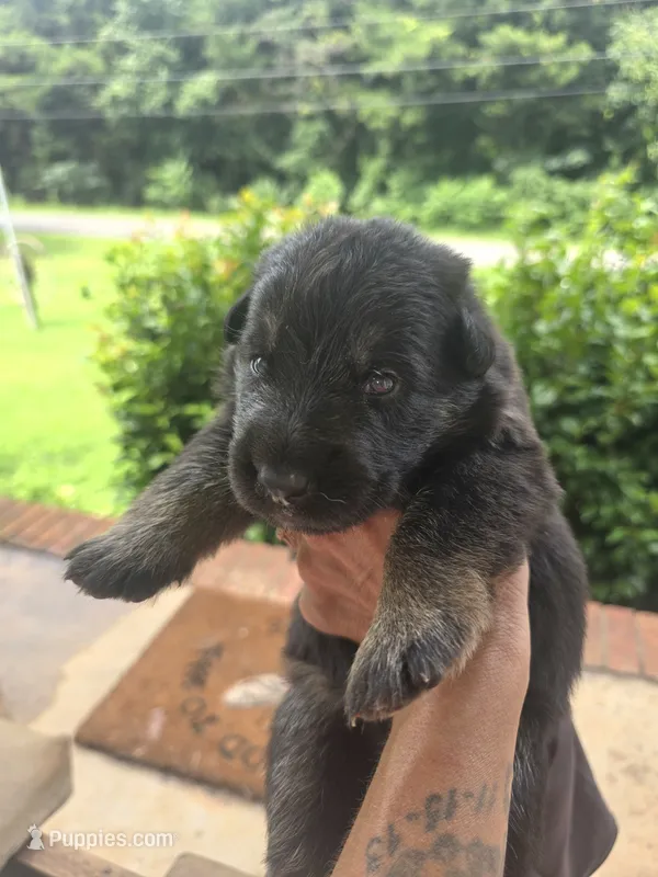 Zeus – German Shepherd Dog puppy for sale in Forest City, NC