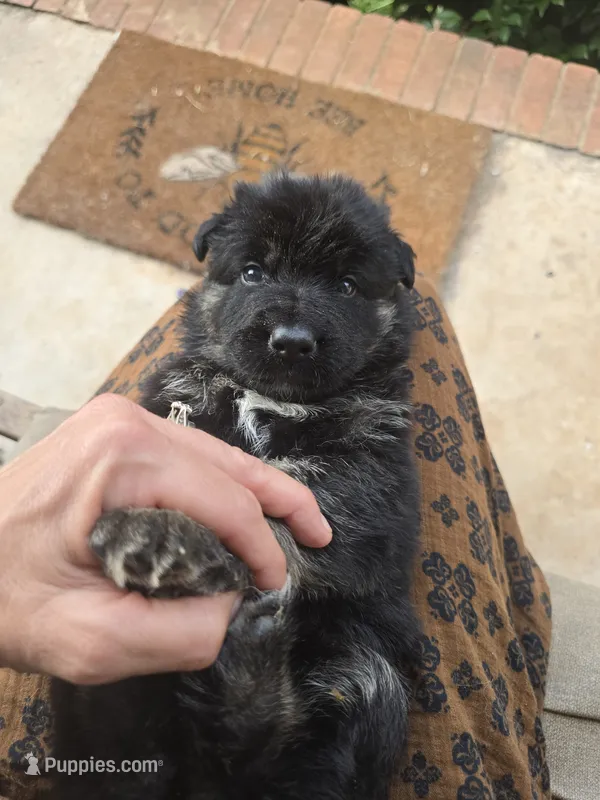 Tyson – German Shepherd Dog puppy for sale in Forest City, NC
