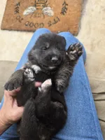 Carolina, a female German Shepherd Dog for sale in Forest City, NC – 6 of 6