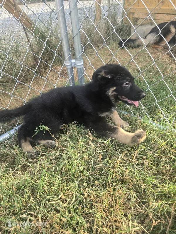 Tyson – German Shepherd Dog puppy for sale in Forest City, NC