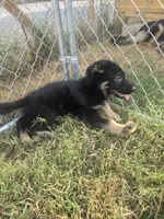 Thor, a male German Shepherd Dog for sale in Forest City, NC – 3 of 10