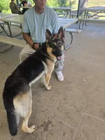 Diesel , a male German Shepherd Dog for sale in Forest City, NC – 3 of 3