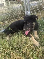 Thor, a male German Shepherd Dog for sale in Forest City, NC – 2 of 10