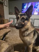 Diesel , a male German Shepherd Dog for sale in Forest City, NC – 4 of 6