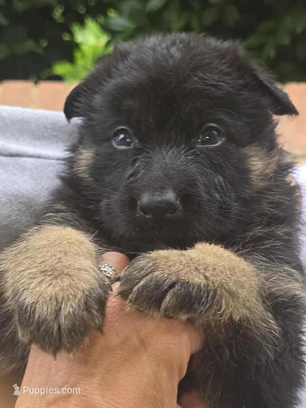 Tyson – German Shepherd Dog puppy for sale in Forest City, NC