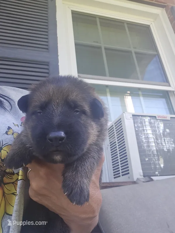 Apollo – German Shepherd Dog puppy for sale in Forest City, NC