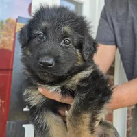 Mia, a female German Shepherd Dog for sale in Forest City, NC – Photo 4 of 10