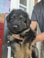 Mia, a female German Shepherd Dog for sale in Forest City, NC – Photo 3 of 10