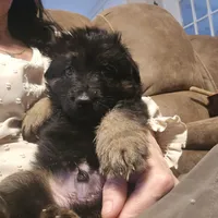 Mia, a female German Shepherd Dog for sale in Forest City, NC – Photo 6 of 10