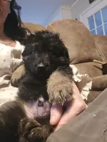 Mia, a female German Shepherd Dog for sale in Forest City, NC – Photo 5 of 10