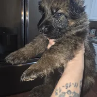 Mia, a female German Shepherd Dog for sale in Forest City, NC – Photo 8 of 10