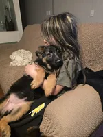 Mia, a female German Shepherd Dog for sale in Forest City, NC – Photo 9 of 10