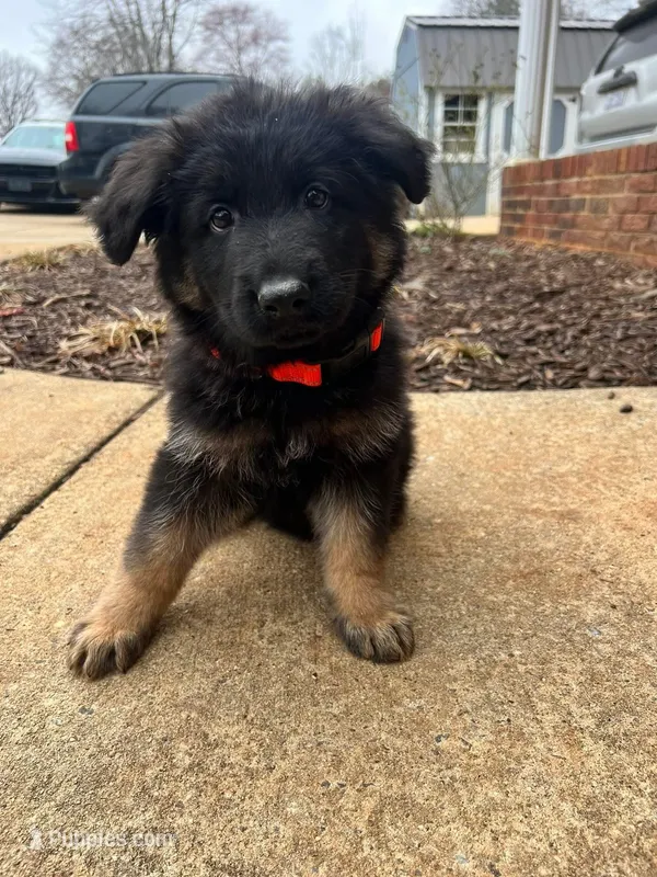 Mia – German Shepherd Dog puppy for sale in Forest City, NC