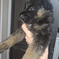 Mia, a female German Shepherd Dog for sale in Forest City, NC – Photo 10 of 10