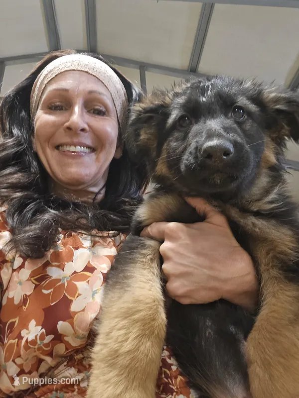 Mia – German Shepherd Dog puppy for sale in Forest City, NC