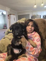 Mia, a female German Shepherd Dog for sale in Forest City, NC – Photo 1 of 10