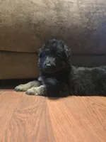 Mia, a female German Shepherd Dog for sale in Forest City, NC – Photo 4 of 10