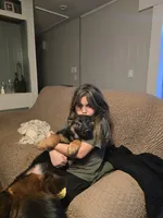 Mia, a female German Shepherd Dog for sale in Forest City, NC – Photo 8 of 10