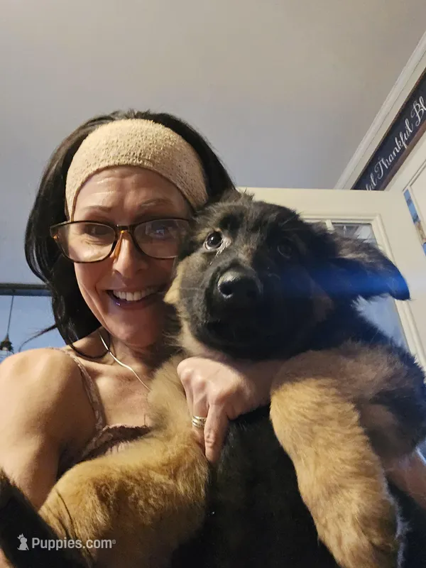 Mia – German Shepherd Dog puppy for sale in Forest City, NC