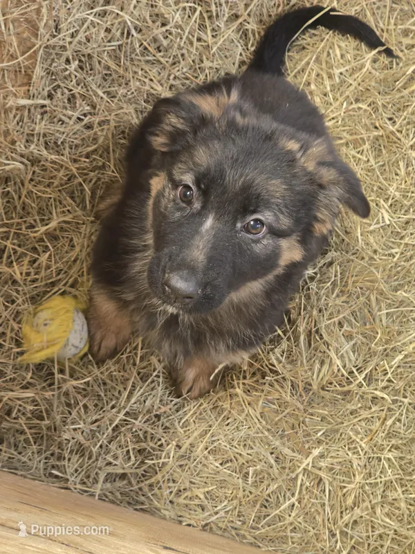 Mia – German Shepherd Dog puppy for sale in Forest City, NC