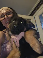 Mia, a female German Shepherd Dog for sale in Forest City, NC – Photo 4 of 10