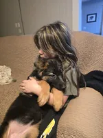 Mia, a female German Shepherd Dog for sale in Forest City, NC – Photo 10 of 10