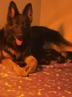 processed/f0004fd8-378b-475c-a59b-7782dc4b0b83/listing/8ef773ca-d209-49d9-8e0e-66200bde621e/ce90a329-a172-439a-9d1b-3afe19619d06