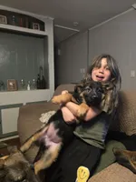 Mia, a female German Shepherd Dog for sale in Forest City, NC – Photo 3 of 10