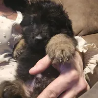 Mia, a female German Shepherd Dog for sale in Forest City, NC – Photo 7 of 10