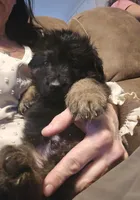 Mia, a female German Shepherd Dog for sale in Forest City, NC – Photo 6 of 10