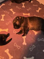 Blue, a male German Shepherd Dog for sale in Forest City, NC – Photo 5 of 9