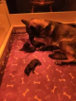 Blue, a male German Shepherd Dog for sale in Forest City, NC – Photo 6 of 9