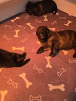 Blue, a male German Shepherd Dog for sale in Forest City, NC – Photo 1 of 9