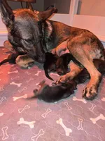Blue, a male German Shepherd Dog for sale in Forest City, NC – Photo 2 of 9